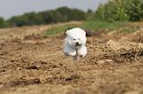 BICHON FRISE 105